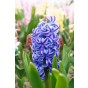 Hyacinthus Aqua 3 Bulbs Ready for Planting Now in UK Autumn Outdoor Gardens by Jamieson Brothers