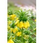 Fritillaria Imperialis Lutea 1 Bulb Ready for Planting Now in UK Autumn Outdoor Gardens