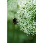 Allium Elegant 18 Bulbs Ready for Planting Now in UK Autumn Outdoor Gardens