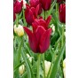 Tulip Lilyflowering Merlot 6 Bulbs Ready for Planting Now in UK Autumn Outdoor Gardens by Jamieson Brothers