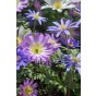 Happy Spring Garden 200 Bulbs Ready for Planting Now in UK Autumn Outdoor Gardens by Jamieson Brothers