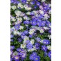 Happy Spring Garden 200 Bulbs Ready for Planting Now in UK Autumn Outdoor Gardens by Jamieson Brothers