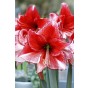 Amaryllis Charisma Gift Box (1 Large 28/30cm Pre-Potted Bulb) Hippeastrum Ready for Planting Now in UK Indoor Flowering Christmas Garden Gift