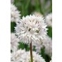 Allium Amplectens Graceful 10 Bulbs Ready for Planting Now in UK Autumn Outdoor Gardens
