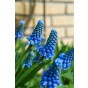 Happy Spring Garden 200 Bulbs Ready for Planting Now in UK Autumn Outdoor Gardens by Jamieson Brothers