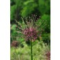 Best Friends Box #Spider Love: Allium Schubertii & Schubertii Arctic Snow, 4 Bulbs Ready for Planting Now in UK Autumn Outdoor Gardens