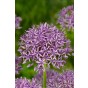 Hello Spring! Purple Mix: Allium Purple Sensation, Allium Multibulbosum, Allium Albopilosum, Allium Violet Beauty, 20 Bulbs Ready for Planting Now in UK Autumn Outdoor Gardens by Jamieson Brothers