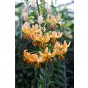 Lilium Martagon Guinea Gold 2 Bulbs Ready for Planting Now in UK Autumn Outdoor Gardens