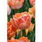 Tulip Double Early Foxy Foxtrot 6 Bulbs Ready for Planting Now in UK Autumn Outdoor Gardens by Jamieson Brothers