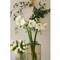 White Amaryllis Bulb With Plant Pin 1 Bulb Ready for Planting Now in UK Autumn Indoor Use, Gardens & The Perfect Gift