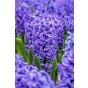 Hyacinthus Orientalis Blue Jacket 5 Bulbs Ready for Planting Now in UK Autumn Outdoor Gardens