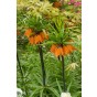Fritillaria Imperialis Orange Beauty 1 Bulb Ready for Planting Now in UK Autumn Outdoor Gardens