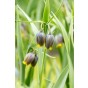 Best Friends Box #Sunny Tears: Daffodil Flyer & Fritillaria Uva-vulpis, 30 Bulbs Ready for Planting Now in UK Autumn Outdoor Gardens