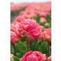 Tulip Double Late Taiwan 6 Bulbs Ready for Planting Now in UK Autumn Outdoor Gardens