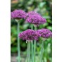 Allium Magic 10 Bulbs Ready for Planting Now in UK Autumn Outdoor Gardens