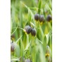 Best Friends Box #Sunny Tears: Daffodil Flyer & Fritillaria Uva-vulpis, 30 Bulbs Ready for Planting Now in UK Autumn Outdoor Gardens