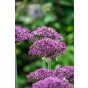 Allium Magic 10 Bulbs Ready for Planting Now in UK Autumn Outdoor Gardens