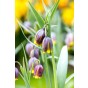 Best Friends Box #Sunny Tears: Daffodil Flyer & Fritillaria Uva-vulpis, 30 Bulbs Ready for Planting Now in UK Autumn Outdoor Gardens