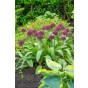 Allium Ostara 6 Bulbs Ready for Planting Now in UK Autumn Outdoor Gardens