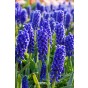 Pollinator Flower Power Mix 15 Bulbs Ready for Planting Now in UK Autumn Outdoor Gardens