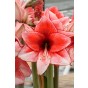 Amaryllis Charisma Gift Box (1 Large 28/30cm Pre-Potted Bulb) Hippeastrum Ready for Planting Now in UK Indoor Flowering Christmas Garden Gift