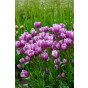 Tulip Multiflowering Purple Elegance 6 Bulbs Ready for Planting Now in UK Autumn Outdoor Gardens