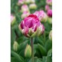 Tulip Double Early Wicked In Pink 5 Bulbs Ready for Planting Now in UK Autumn Outdoor Gardens by Jamieson Brothers