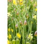 Best Friends Box #Sunny Tears: Daffodil Flyer & Fritillaria Uva-vulpis, 30 Bulbs Ready for Planting Now in UK Autumn Outdoor Gardens