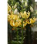 Lilium Martagon Guinea Gold 2 Bulbs Ready for Planting Now in UK Autumn Outdoor Gardens