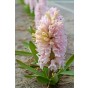 Hyacinthus China Pink 5 Bulbs Ready for Planting Now in UK Autumn Outdoor Gardens