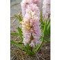 Hyacinthus China Pink 5 Bulbs Ready for Planting Now in UK Autumn Outdoor Gardens