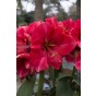 Amaryllis Gift Box Hercules 1 Bulb Ready for Planting Now in UK Autumn Indoor Use, Gardens & The Perfect Gift