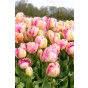 Tulip Parrot Pink Vision 6 Bulbs Ready for Planting Now in UK Autumn Outdoor Gardens