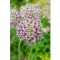 Best Friends, Chique Mistique: Tulip Canyon & Allium Starlight, 6 Bulbs Ready for Planting Now in UK Autumn Outdoor Gardens