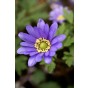 Anemone Blanda Blue Shade 20 Bulbs Ready for Planting Now in UK Autumn Outdoor Gardens