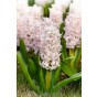 Hyacinthus China Pink 5 Bulbs Ready for Planting Now in UK Autumn Outdoor Gardens