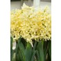 Hyacinthus Orientalis City Of Haarlem 5 Bulbs Ready for Planting Now in UK Autumn Outdoor Gardens
