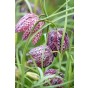 Fritillaria Meleagris 20 Bulbs Ready for Planting Now in UK Autumn Outdoor Gardens