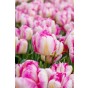 Tulip Parrot Pink Vision 6 Bulbs Ready for Planting Now in UK Autumn Outdoor Gardens