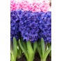 Hyacinthus Royal Navy (Double) 3 Bulbs Ready for Planting Now in UK Autumn Outdoor Gardens by Jamieson Brothers
