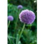 Allium Gladiator 1 Bulb Ready for Planting Now in UK Autumn Outdoor Gardens