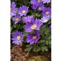 Anemone Blanda Blue Shade 20 Bulbs Ready for Planting Now in UK Autumn Outdoor Gardens