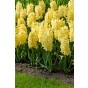 Hyacinthus Orientalis City Of Haarlem 5 Bulbs Ready for Planting Now in UK Autumn Outdoor Gardens
