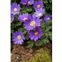 Anemone Blanda Blue Shade 20 Bulbs Ready for Planting Now in UK Autumn Outdoor Gardens