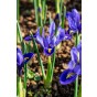 Iris Reticulata Harmony 20 Bulbs Ready for Planting Now in UK Autumn Outdoor Gardens