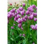 Tulip Multiflowering Purple Elegance 6 Bulbs Ready for Planting Now in UK Autumn Outdoor Gardens
