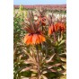 Fritillaria Imperialis Sunset 1 Bulb Ready for Planting Now in UK Autumn Outdoor Gardens