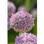 Allium Ping Pong 20 Bulbs Ready for Planting Now in UK Autumn Outdoor Gardens