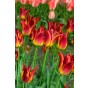 Tulip Lilyflowering Striking Match 4 Bulbs Ready for Planting Now in UK Autumn Outdoor Gardens by Jamieson Brothers