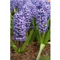 Hyacinthus Orientalis Blue Jacket 5 Bulbs Ready for Planting Now in UK Autumn Outdoor Gardens